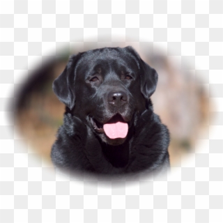 Labrador Retriever, HD Png Download