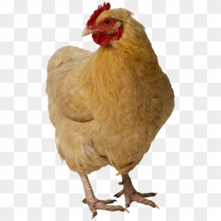 Chicken Png Image - Chicken Transparent, Png Download