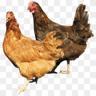 Chickens With No Background, HD Png Download