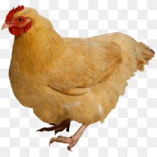 Chicken Png, Transparent Png