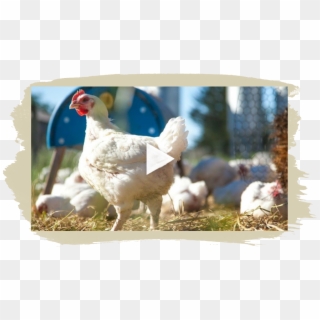 Our Story - Rooster, HD Png Download