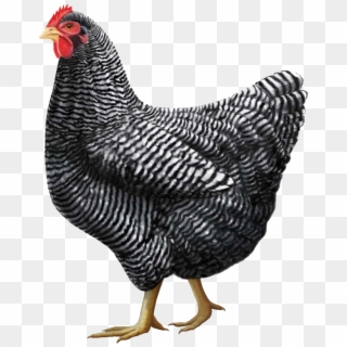 Gray Chicken Png Image - Plymouth Rock Chicken Breed, Transparent Png
