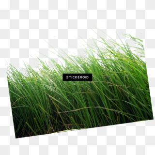 Grass Green Grass Nature, HD Png Download