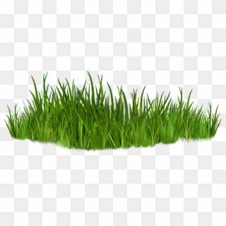 tufts of grass clipart no background