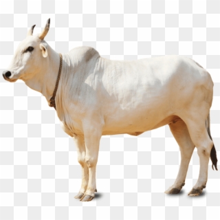 Baby Cow Png Hd - Indian Cow Png, Transparent Png