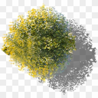Ginkgo Tree Overlooking Free Transparent Image Hd Clipart - Overlooking Tree Png, Png Download