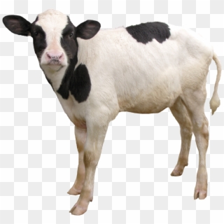 Cow Png - Calf Png, Transparent Png
