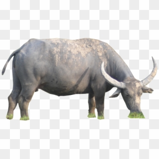 Ox Animal Png Hd Image - Buffalo Png, Transparent Png