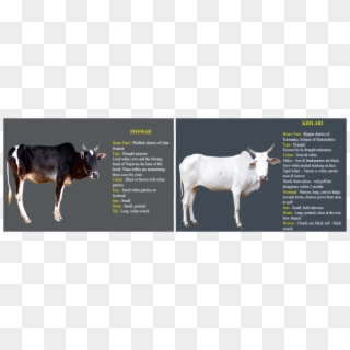 Picture - Cow Information In Kannada, HD Png Download