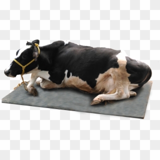 Cow Mat Price, HD Png Download