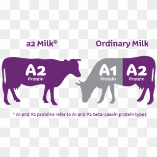 As Far As Charak Amurth Milk Is Concerned Both Regular - A2 Protein, HD Png Download