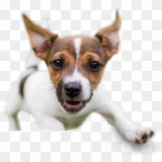 Animal Hospital Rio Rancho - Fearless Puppy, HD Png Download