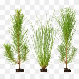 Loblolly Pine Tree Seedling, HD Png Download