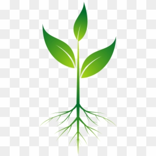Root Plant Clip Art Transprent Png Free Ⓒ - Plant Roots Clip Art, Transparent Png