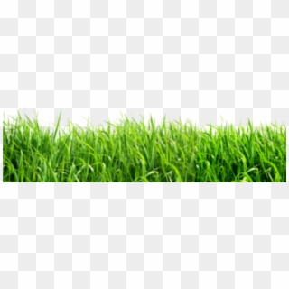 Green Background Png , Png Download, Transparent Png