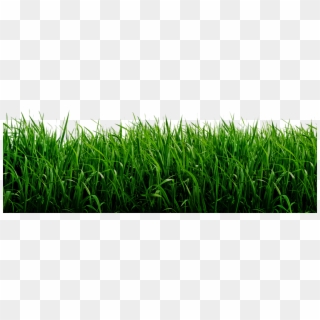 Green Background Png , Png Download, Transparent Png