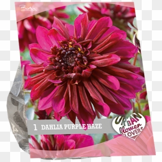 7230 Dahlia Purple Haze Per 1 Urban Flowers - Barberton Daisy, HD Png Download
