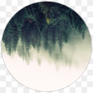 #tree #trees #forest #forrest #moon #nature #edit#freetoedit - Circle, HD Png Download
