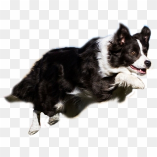 Agility Resources Thats My Super Dog Png Library Stock - Border Collie Agility Png, Transparent Png
