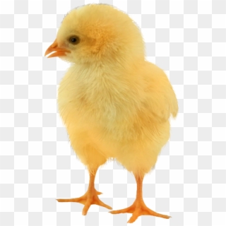 Baby Chicken Png Image - Baby Chicken Png, Transparent Png