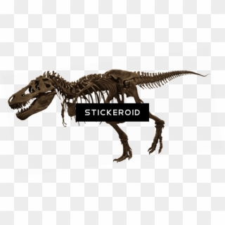 T-rex Skelet , Png Download - American Museum Of Natural History, Transparent Png