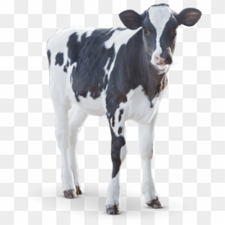 Greatness Doesn't Just Happen - Dairy Calf, HD Png Download