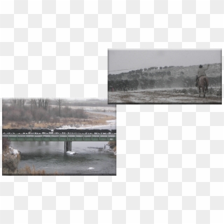 Lucky 7 Angus Cows Will Have Been Trailed Over 200 - Snow, HD Png Download