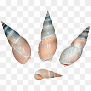 Free Png Download Sea Snail Shells Png Clipart Png - Shell, Transparent Png