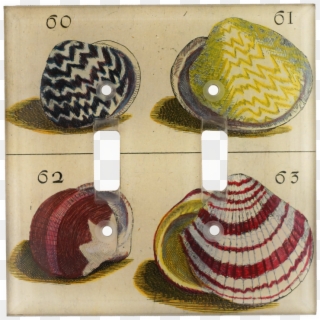 Shell, HD Png Download