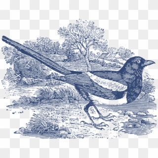 38 Vintage Engravings Of Birds Vector And Pngs Included - Magpie, Transparent Png