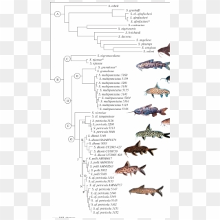 Bi Tree Of Synodontis Catfish - Synodontis Catfish Species, HD Png Download