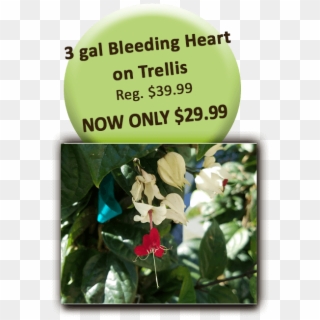 Bleeding Heart On Trellis - Jasmine, HD Png Download