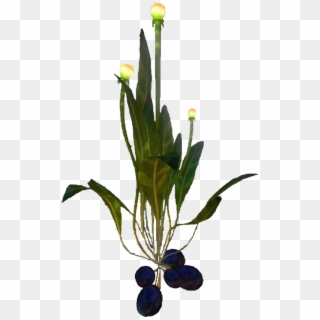 Image Vegetable Plant Flora Png Wiki Fandom - Ceratostylis, Transparent Png