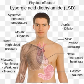 Lsd Became The Favored Psychedelic Drug Among The Young - Lsd Drug Effects, HD Png Download