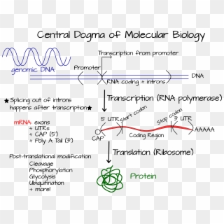 Centraldogma, HD Png Download