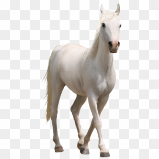 Caballo - Running White Horse Png, Transparent Png
