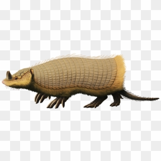 Peltephilus Ferox, An Armadillo From The Early Miocene - Armadillo, HD Png Download