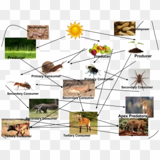 Food Chain Of Ants, HD Png Download