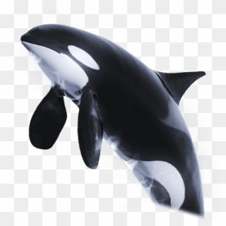 Imagenes De Orcas Png, Transparent Png