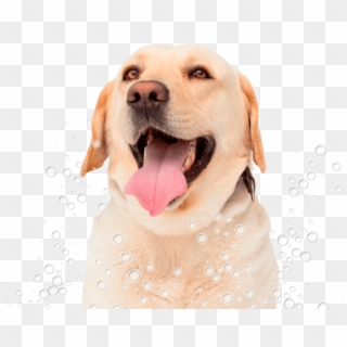 Conga´s Pet Grooming - Labrador Retriever, HD Png Download