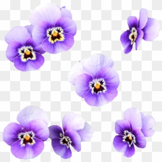 Fiori Viola Png - Flores Color Lila Png, Transparent Png