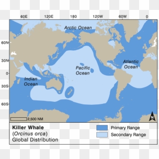 Killer Whale Global Distribution, HD Png Download