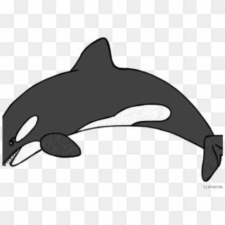 Orca Clipart Transparent - Killer Whale Clipart Png, Png Download