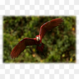 Peru Down The Rio Madre De Dios - Ibis, HD Png Download