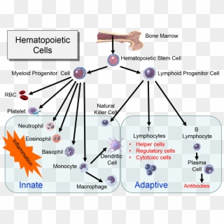 Hematopoeticstemcells - Innate And Adaptive Immune System Diagram, HD Png Download