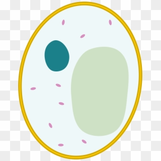 Cells Clipart Yeast - Simple Animal Cell Unlabeled, HD Png Download