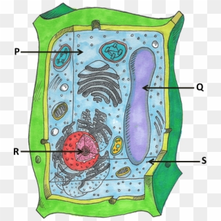 Image Showing Parts Of Plant Cells - 9th Grade Plant Cell Organelles, HD Png Download