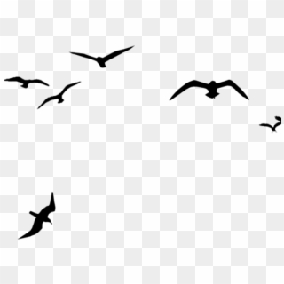 Migration Clipart Crows - V Bird Clipart, HD Png Download
