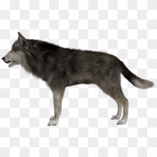 Gray Wolf Clipart Invisible Background - Wolf Side View Png, Transparent Png