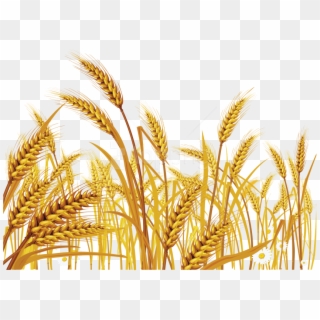 Free Png Download Wheat Png Images Background Png Images - Wheat Background For Powerpoint, Transparent Png